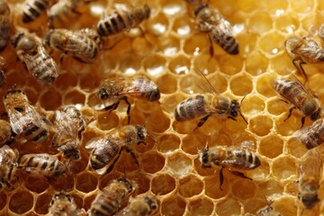 Honey bees working on natural hexagon honeycomb cells