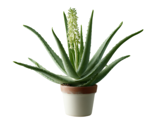 Aloe Vera Beauty: A close-up of a healthy, vibrant aloe vera plant in a decorative pot, showcasing its lush, green leaves and potential medicinal benefits. 