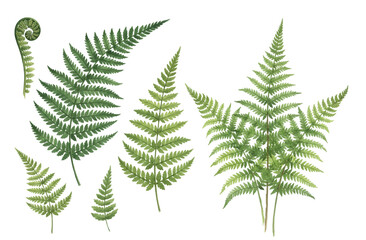 Fototapeta premium Fern frond isolated vector illustration, set of green Polypodiophyta plant leaves isolated on white background. Detailed ferns bush print collection. Tropical forest or garden herbs, grass.