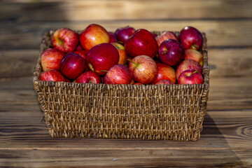 Autumn season fruit. Ripe organic apple. Harvest with fresh red apples. Basket full of fresh apples.