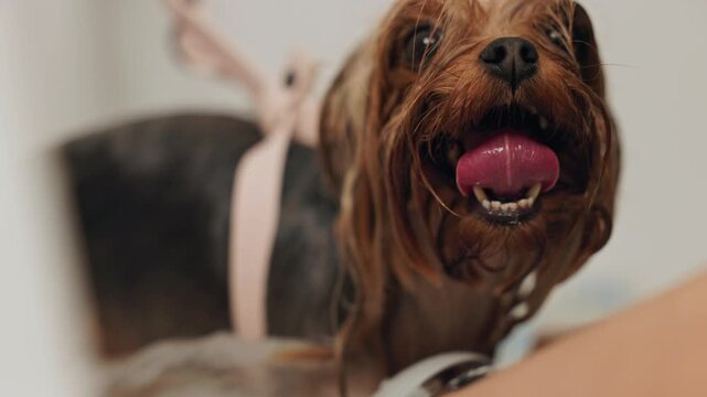 Beautiful and cute Yorkshire terrier being groomed, bathed and dried with a hair dryer, dog hair care