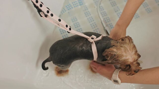 Beautiful and cute Yorkshire terrier being groomed, bathed and dried with a hair dryer, dog hair care