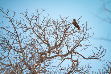 The raptor on the withered tree branch