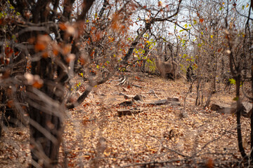 Antelopes deep in the dry-season forests of Africa