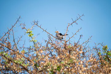Yellow-billed hornbill on the treetops of the African savanna