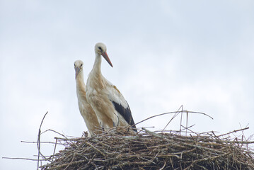 White Stork in the Nest