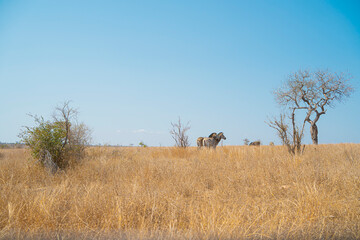 Zebras walking together on the African savannah