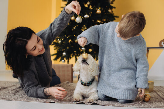 Mother son dog playfully decorating christmas for holidays - Powered by Adobe