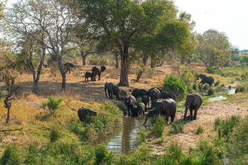 A herd of African savanna elephants is playing and drinking at the waterhole.