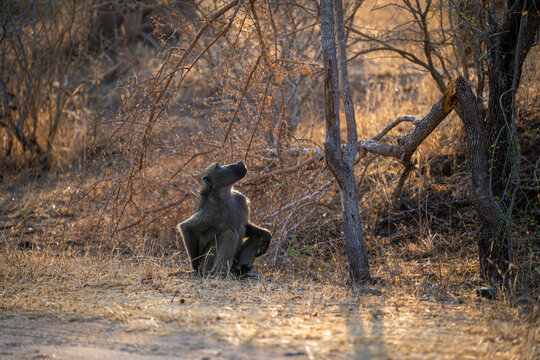 Baboons on the African savanna at sunset - Powered by Adobe