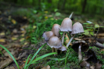 A cluster of small mushrooms with elongated, light-brown caps grows on the forest floor amidst bright green moss.