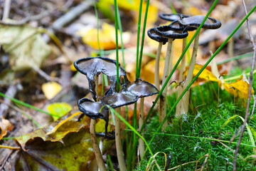 ​A cluster of thin-stemmed, dark fungi with curled, almost black caps grows among bright green moss and tall blades of grass. The inky-cap-like mushrooms are surrounded by fallen yellow leaves on the 