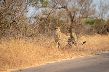 Cheetah by the roadside on the African savannah