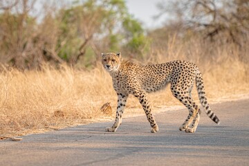 Cheetah by the roadside on the African savannah