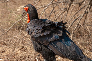 The ground hornbill on the African savannah