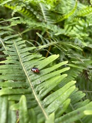ladybug on leaf