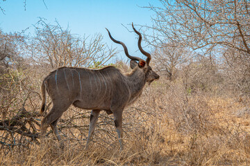 Greater kudu in the African savanna bush