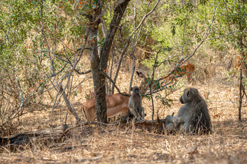A troop of baboons and antelopes in the African savannah forest