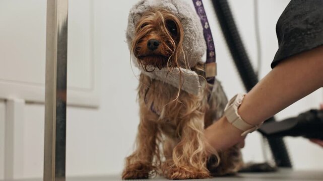 Beautiful and cute Yorkshire terrier being groomed, bathed and dried with a hair dryer, dog hair care