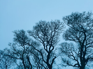 autumn forest with bare tipuana trees against a blue sky. Copy space 
