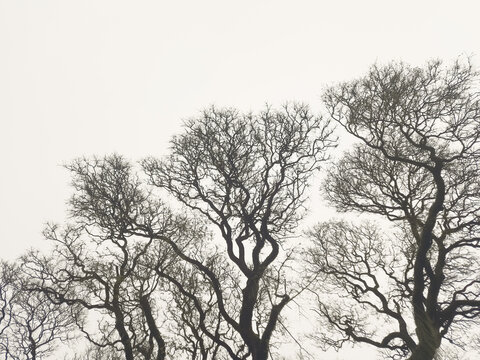 Curly, bare, tipuana trees. The concept of depression and poor health in psychology.
