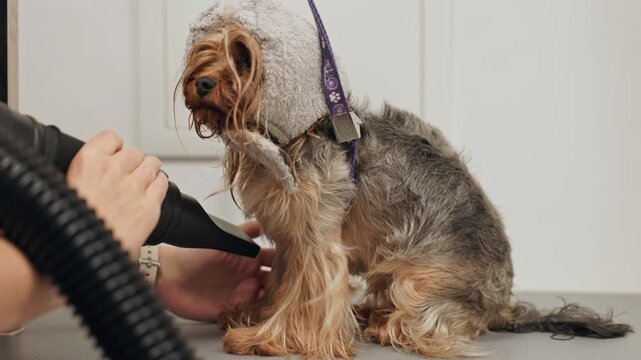 Beautiful and cute Yorkshire terrier being groomed, bathed and dried with a hair dryer, dog hair care