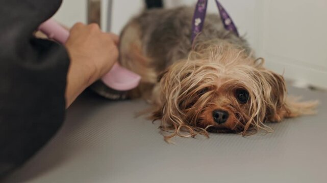 Beautiful and cute Yorkshire terrier being groomed, bathed and dried with a hair dryer, dog hair care