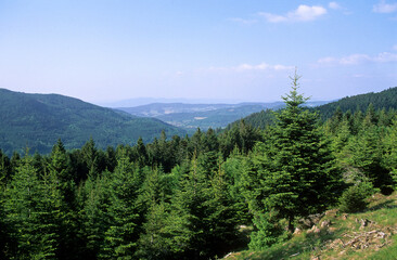 Obraz premium 023866 - 88 -.jpg