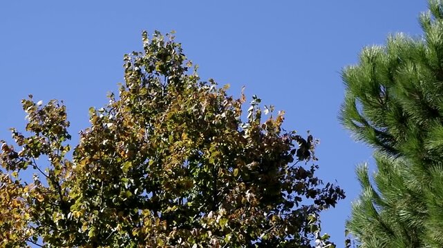 Cime di alberi ondeggiano mosse da un vento leggero in un cielo luminoso e ceruleo
