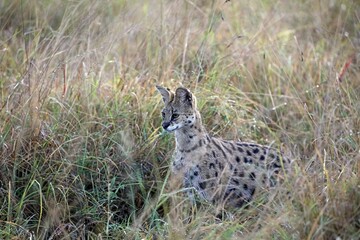 Alert Serval in the early morning, Masai Mara Kenya Africa
