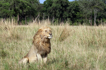 Alert Lion watching potential prey, Masai Mara Kenya Africa
