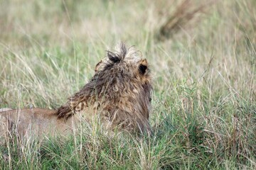 Closeup of a damp, curly Lion's mane, Masai Mara Kenya Africa
