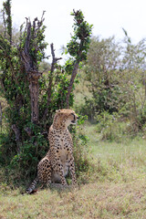 Cheetah sitting in the shade of a bush, Masai Mara Kenya Africa
