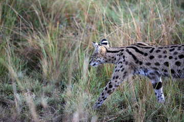 Closeup of a Serval hunting in the early morning, Masai Mara Kenya Africa
