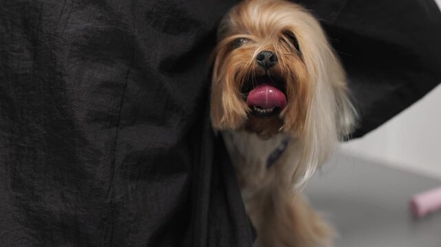 Beautiful and cute Yorkshire terrier being groomed, bathed and dried with a hair dryer, dog hair care