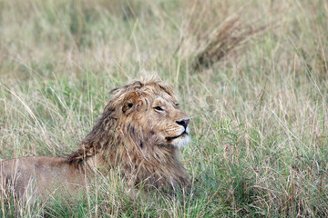 Closeup of a young male Lion with a luxuriant curly mane, Masai Mara Kenya Africa
