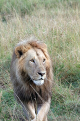 Closeup of a young male lion, Masai Mara Kenya Africa
