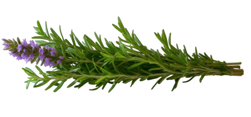 Lavender sprig with transparent background for creative design and illustration