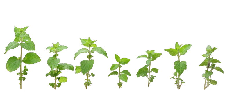 Lemon balm melissa plant growth stages on transparent background herbal medicine