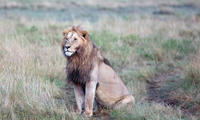 Seated young male lion, Masai Mara Kenya Africa
