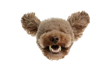 a photograph of a full-body toy poodle jumping against a white background, captured in high-resolution photography. 