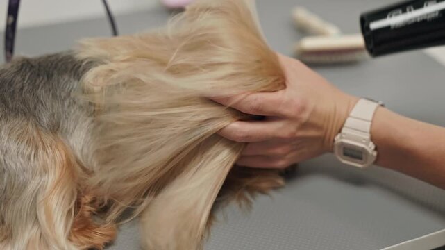 Beautiful and cute Yorkshire terrier being groomed, bathed and dried with a hair dryer, dog hair care