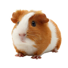 Adorable guinea pig with brown and white fur