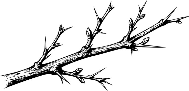 Intricate monochrome branch with thorns and buds, a striking botanical illustration for nature lovers and creative projects needing organic elements