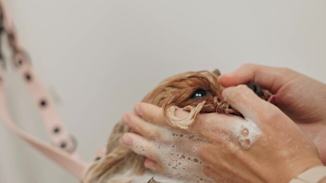 Beautiful and cute Yorkshire terrier being groomed, bathed and dried with a hair dryer, dog hair care