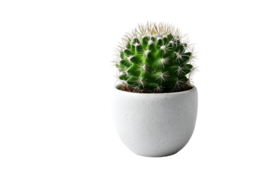 cactus isolated on white