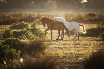 Wild horses running, fighting and playing during the sunrise