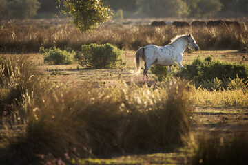 Wild horses running, fighting and playing during the sunrise