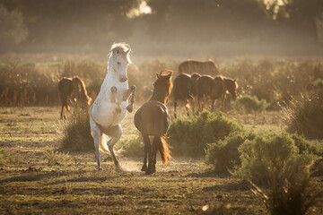 Wild horses running, fighting and playing during the sunrise