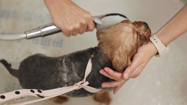 Beautiful and cute Yorkshire terrier being groomed, bathed and dried with a hair dryer, dog hair care